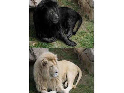 reality of black lion