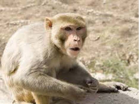 election gossips in dehradun