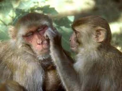 Monkey attacks 3 train drivers in bihar.