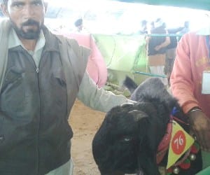 costly goat more then tata nano car