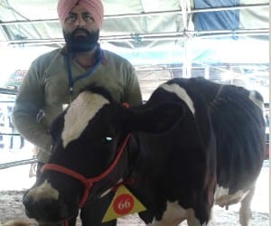 great cow, gives daily three times 57 kg milk