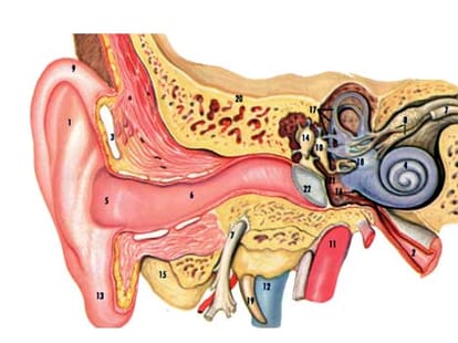 man can hear everything even without ears