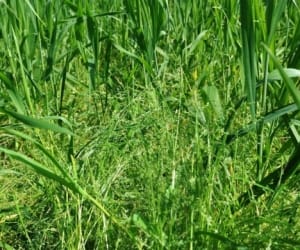 4 animal died of poisonous feed