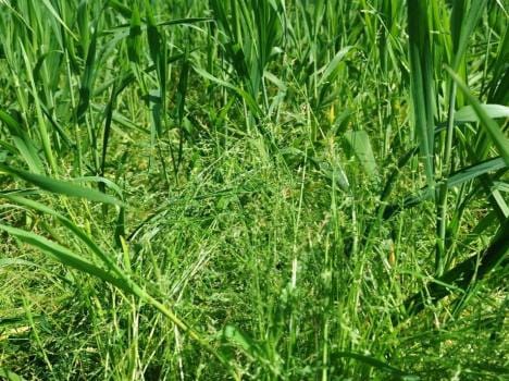 grass grow from hybrid seeds