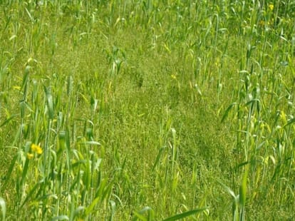 grass grow from hybrid seeds