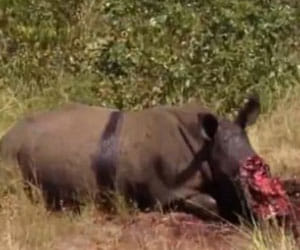 rhino killed in park