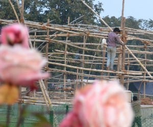 rose festival starts on 21 feb