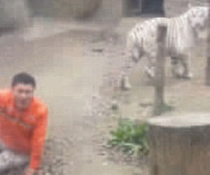 Engineering student jumps into tiger enclosure, takes off shirt and dances