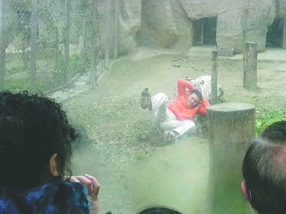 tiger_zoo_man