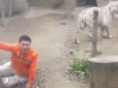 tiger escaped from cage