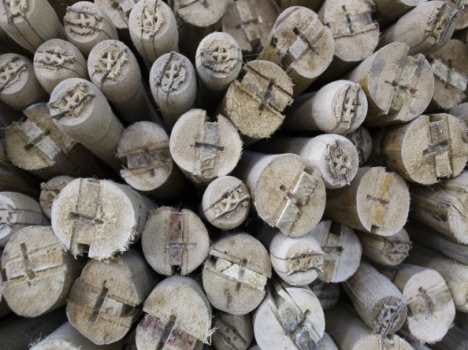 busted illegal timber trade