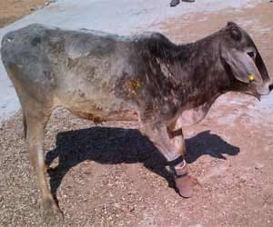 cow will run artificial foot 