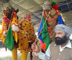 a Camel who Earns 51 thousand per month