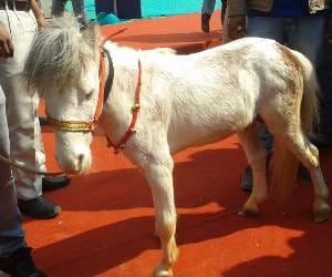 Pride of twenty-three inches make horse show