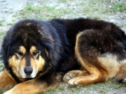 man killed five dogs