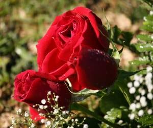 3 Day Rose Festival Schedule