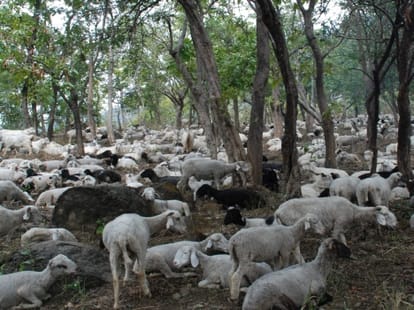 a cow huntting of sheep in kenia