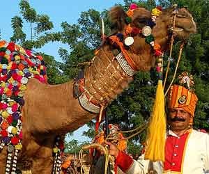 camel_beauty_rajasthan
