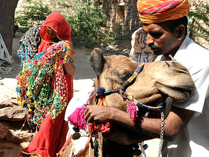 camel_beauty_rajasthan