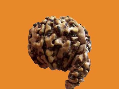ganesh rudraksha garvgauri rudraksha gauri shankar rudraksha