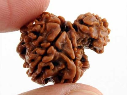 original rudraksha benefits