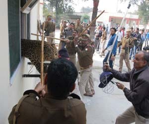 Leopard awe intact in meerut