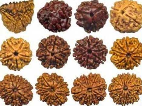 china want rudraksha from haridwar