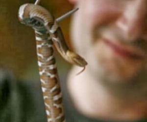 snake poison