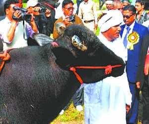 Rural carry risks for cattle