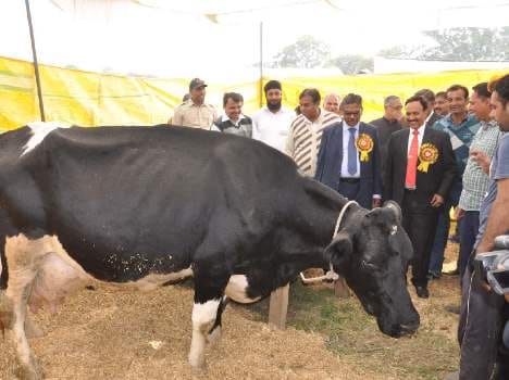 two heavy costly cattle