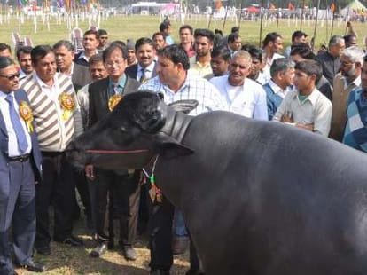 two heavy costly cattle