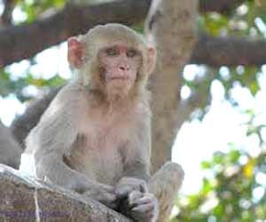 Helpline Number to Catch Monkeys