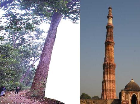 tree greater than qutub minar