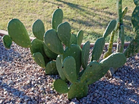 cactus can make rich to uttarakhand