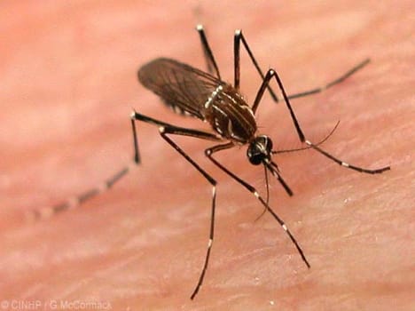 dengue patients increase in dehradun
