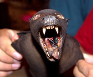dog, rat, monkey market