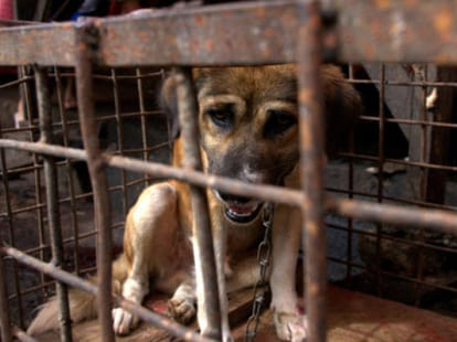 dog, rat, monkey market