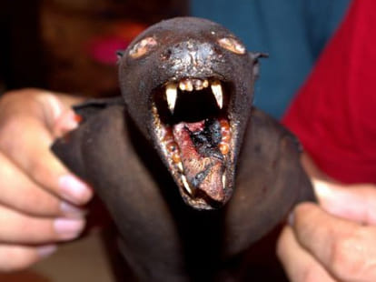 dog, rat, monkey market