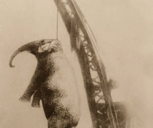 hanged elephant