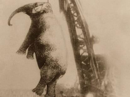 hanged elephant