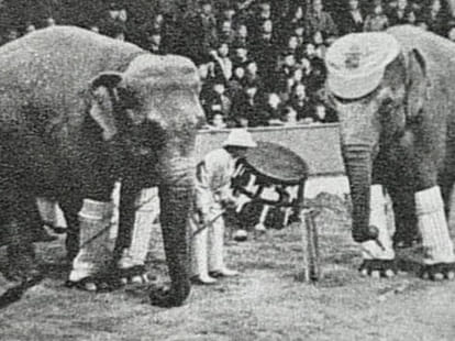 hanged elephant