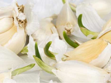 health benefits of old garlic