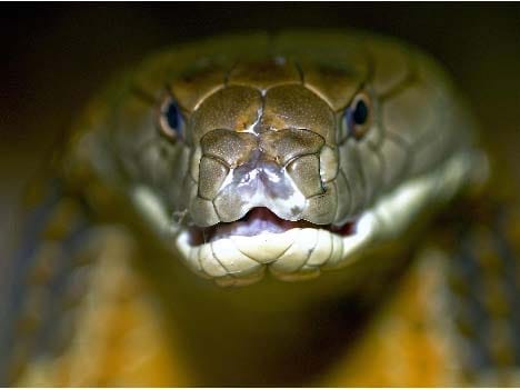 after snake bite, person kill snake, and after he also died