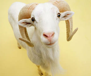 goat sell on olx.