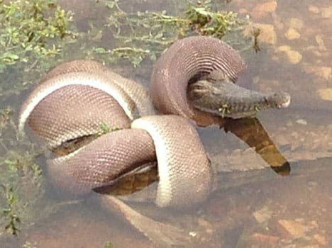 moment when a snake made a crocodile its feast