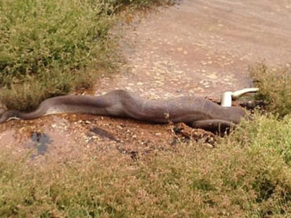 moment when a snake made a crocodile its feast