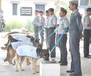 search dog passing out pared