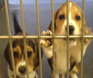 Exploitation of dogs became big problem for a man
