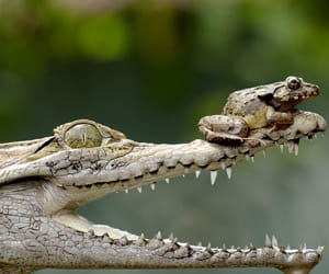 frog vs croc