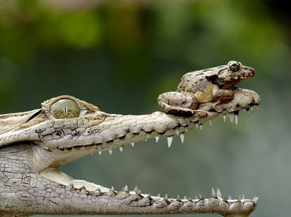 frog vs croc